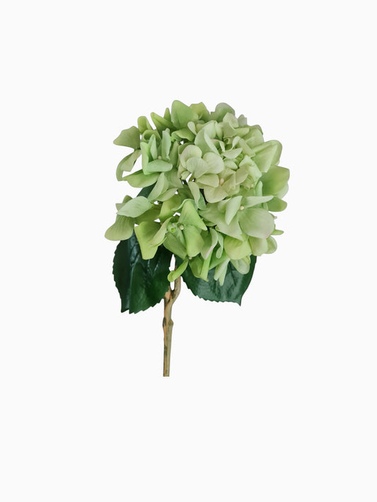 Green hydrangea