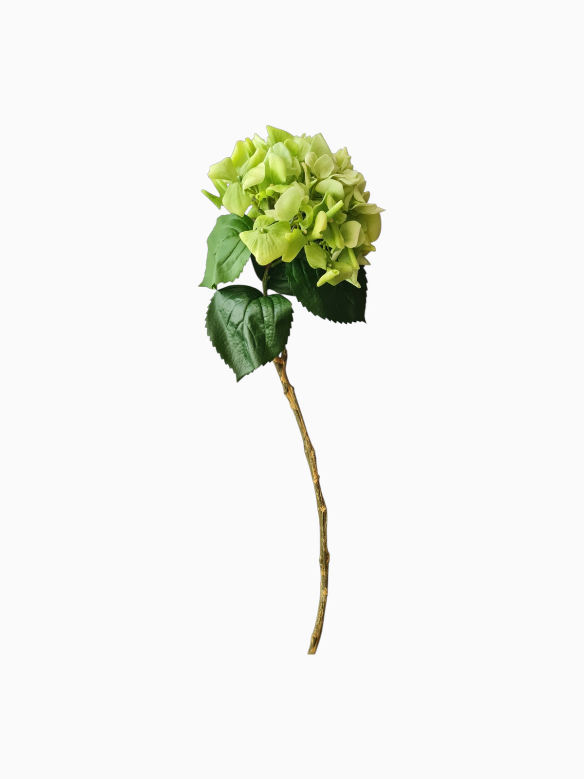 Green hydrangea