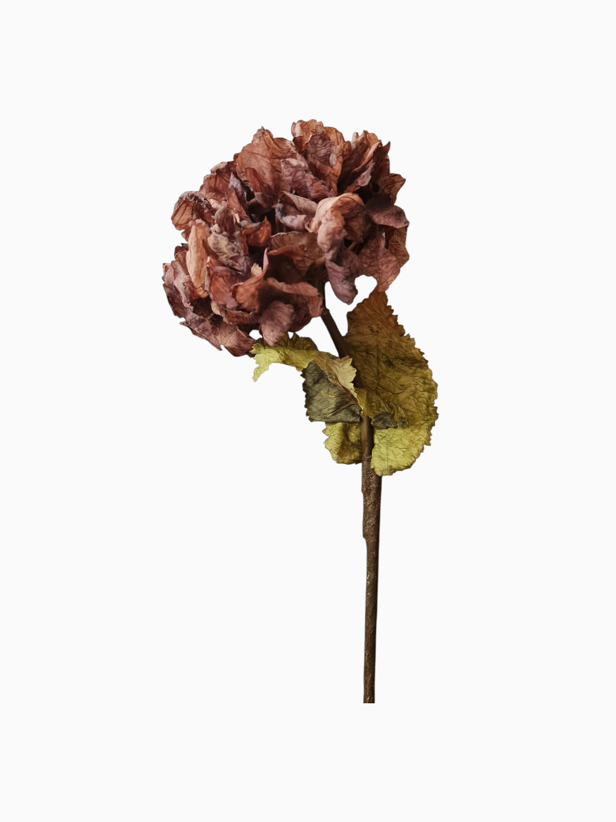 Mauve hydrangea