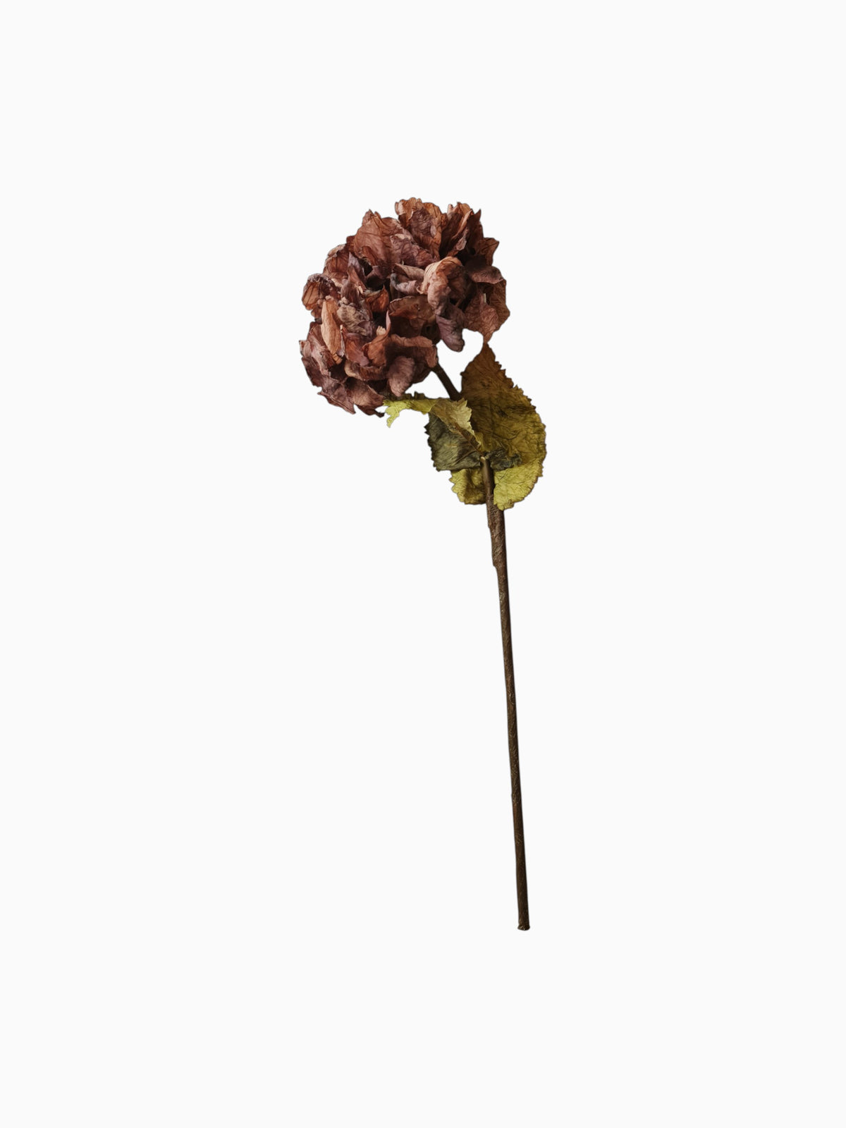 Mauve hydrangea