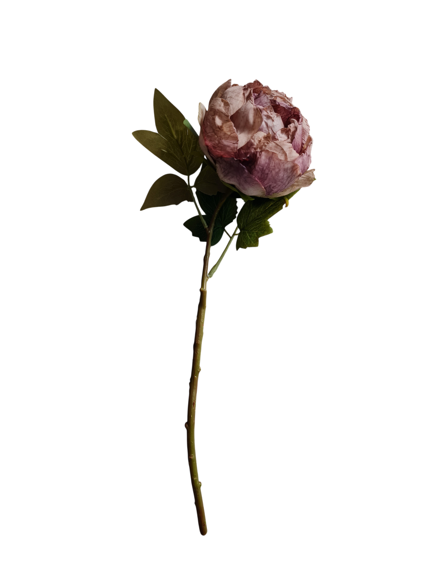 Pink Peony Stem